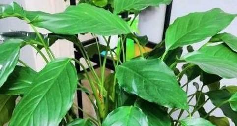 万年青新叶子的生长过程及关键因素探究（探索万年青新叶子的生命奥秘，揭秘其生长的关键因素）