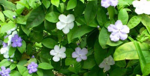 双色茉莉花香引关注（揭开双色茉莉花香有毒之谜）