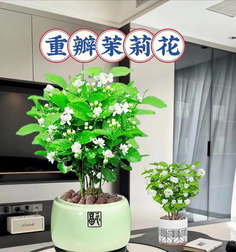 抹莉花栽培指南（打造美丽花园的必备花卉——抹莉花栽培与护理技巧）