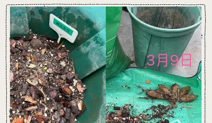 如何科学浇水大丽花，让它健康茁壮成长（掌握浇水的关键，让大丽花绽放出美丽的花朵）