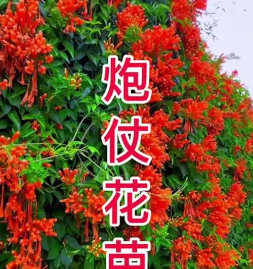 如何正确修剪爆竹花（打造美丽花园的必备技巧）