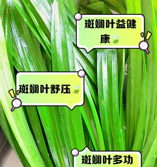 如何处理叶打卷斑点问题，让红运当头的叶子重现光彩（有效的方法和关键技巧帮助您恢复受损的叶子）
