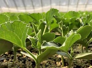 葫芦秧成长全攻略（以葫芦秧刚长葫芦的完美照顾）