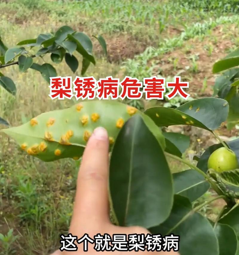 梨锈病的预防与治疗（掌握关键要点，保护梨树健康）