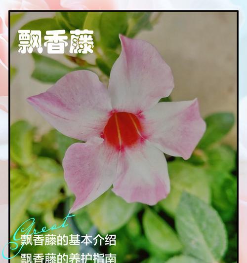 飘香藤种植技术指南（打造花园中的香氛天堂，让飘香藤点缀你的生活）