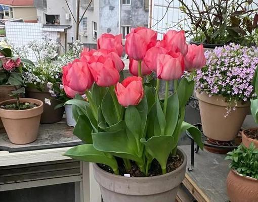 居家阳光美花卉相伴（室内喜阳花卉大揭秘）
