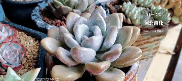 多肉炸了怎么办？多肉植物炸裂处理方法大揭秘（多肉植物受损急救措施及恢复指南）