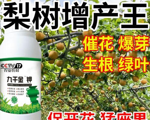 梨树开花结果的时间（从冬眠到绽放的变化及关键因素探究）