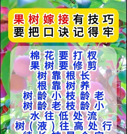 密果树的养殖技巧（打造丰收的密果树园，从养护开始）