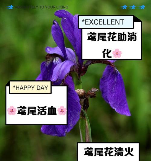 冬季如何养护鸢尾花（打造美丽盛放的冬季花园）