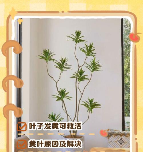 百合竹叶子掉光了，怎么办？（保护百合竹，让它再次绿意盎然）