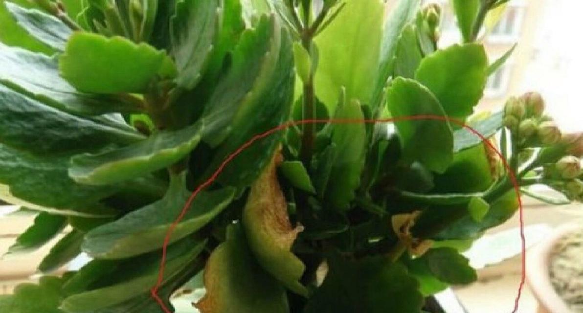 为什么叶子会发黄发软？（探究植物叶子变黄的原因及处理方法）