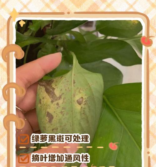 绿萝叶子为何会变黑（研究发现）