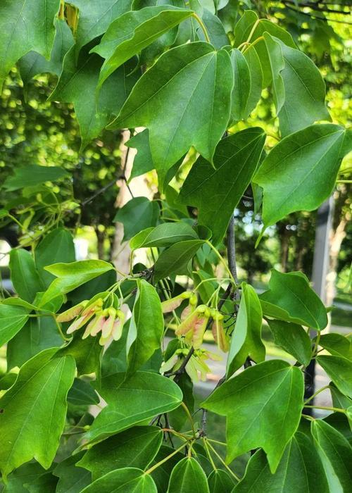 枫香树和三角枫的区别（从叶子形状、树冠形态、树皮纹理、分布区域等方面分析）