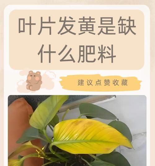 鸿运当头植物叶子发黄的原因及解决办法（探究植物叶子发黄的原因，提供有效的解决方案）