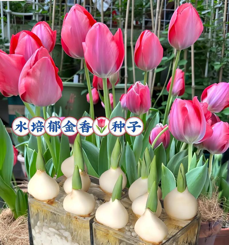 如何培育壮观的郁金香球（郁金香球培育技巧与注意事项）