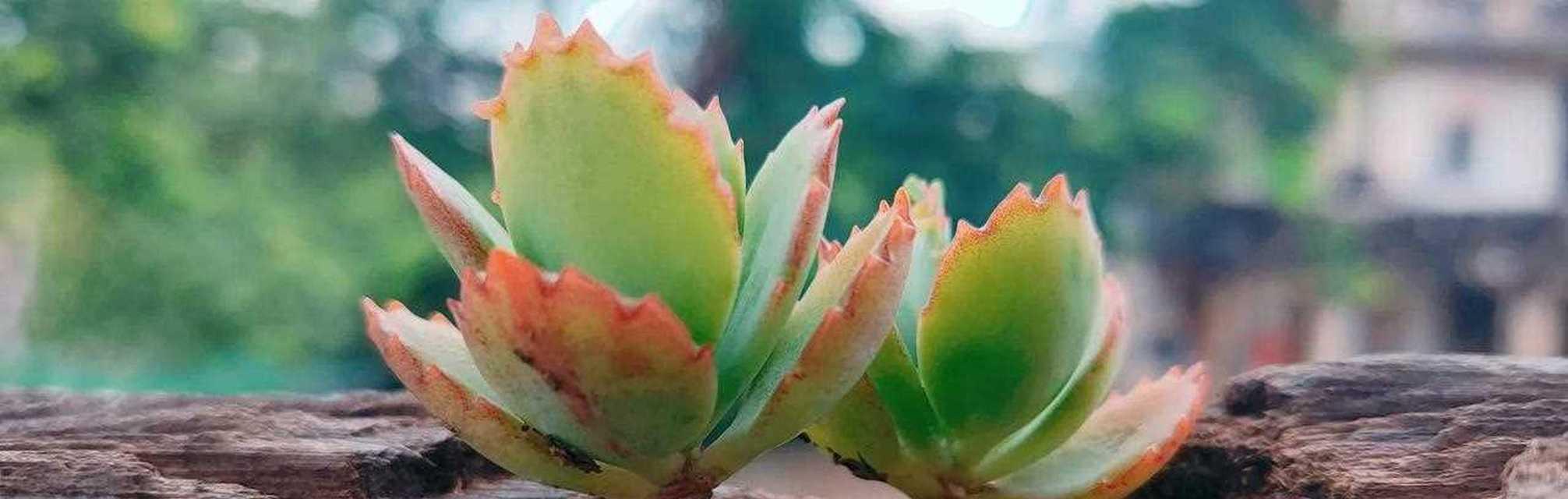 多肉瓣种植指南（掌握多肉瓣种植技巧，打造独特盆景）