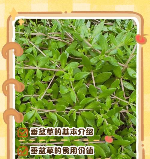 种植垂盆草的技巧与方法（探索垂盆草的美丽世界，打造独特室内景观）