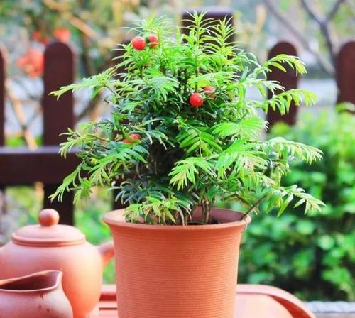 红豆杉（室内美观植物的毒性问题探究）