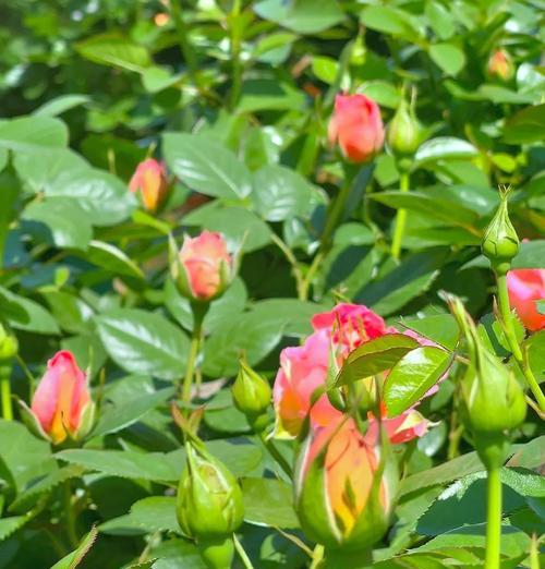 5月份如何修剪月季花——打造美丽花坛的秘诀（细致修剪让月季花焕发勃勃生机）