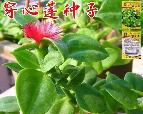 吊兰种子的收集与繁育（掌握技巧，培育吊兰之道）