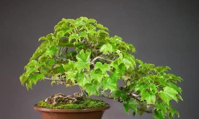 打造精致盆景，以爬山虎为主题（以生机勃勃的绿意装点家居，让爬山虎成为盆景的宠儿）