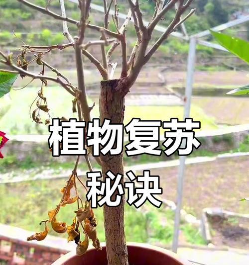 金弹子老桩不发芽怎么办？（教你正确处理不发芽的金弹子老桩，避免浪费！）