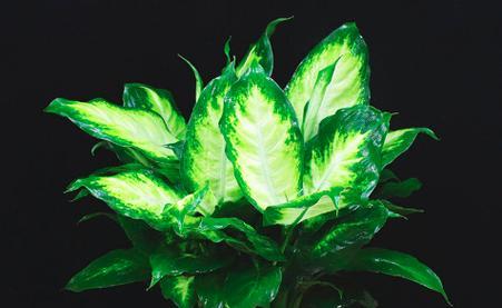 属马怎样用植物旺财？（在家养这15种植物，让你的财运大爆发！）