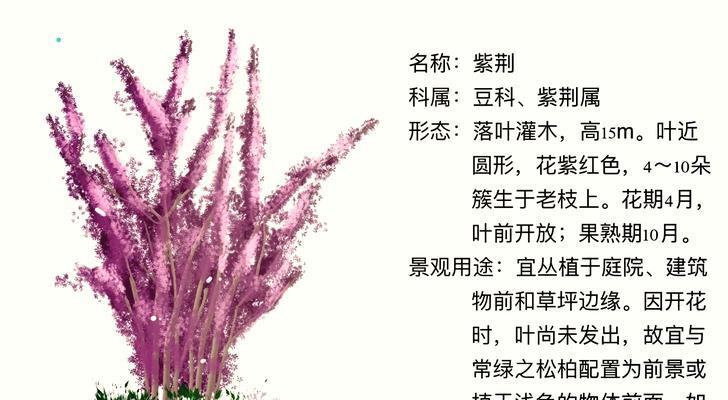 如何养护紫星花的秘诀（打造迷人紫色花园，紫星花养护全攻略）