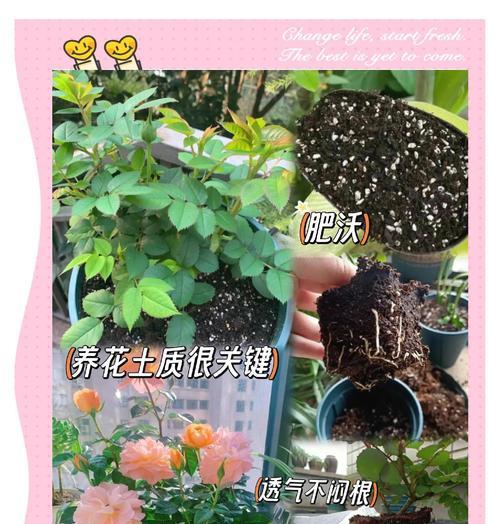 如何判断花土是否缺肥（合理判断花土肥力状况的方法和技巧）