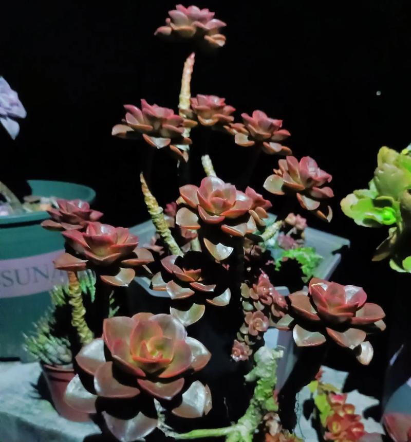 以出锦的多肉怎么养殖？（掌握关键要点，打造美丽多肉花园）
