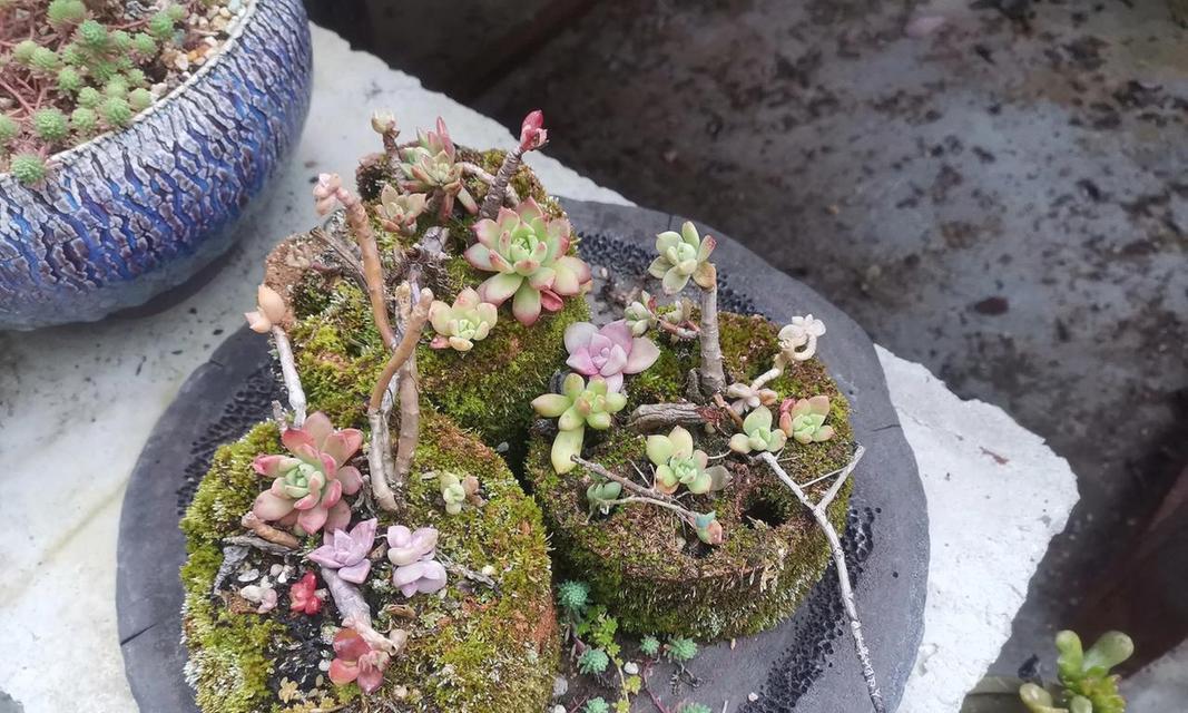蜂窝煤渣（如何利用蜂窝煤渣进行花卉栽培）