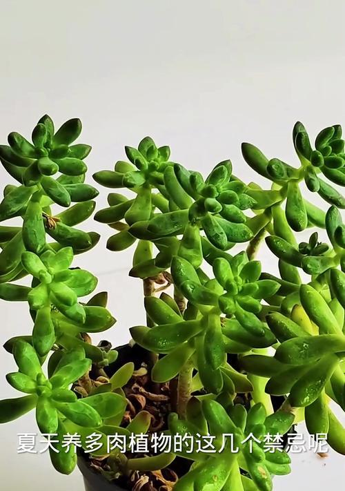夏天多肉植物的养护秘籍（打造繁茂夏日花园，宠爱你的多肉植物）