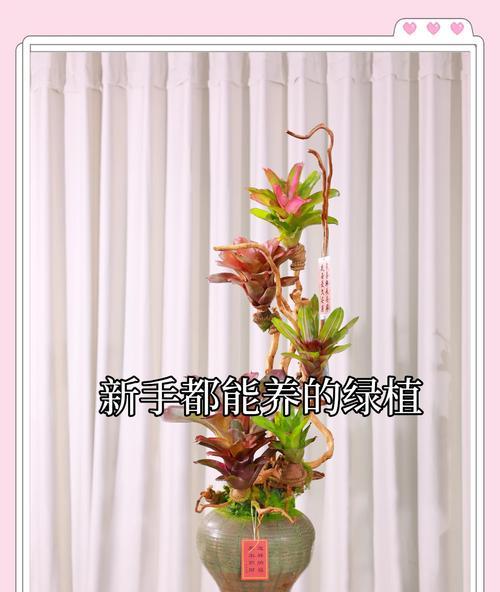 凤梨的浇水技巧（如何正确浇水保护凤梨健康生长）