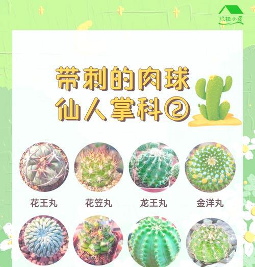 室内仙人球的养殖方法与注意事项（学会室内仙人球的养殖技巧，打造绿意盎然的家居环境）