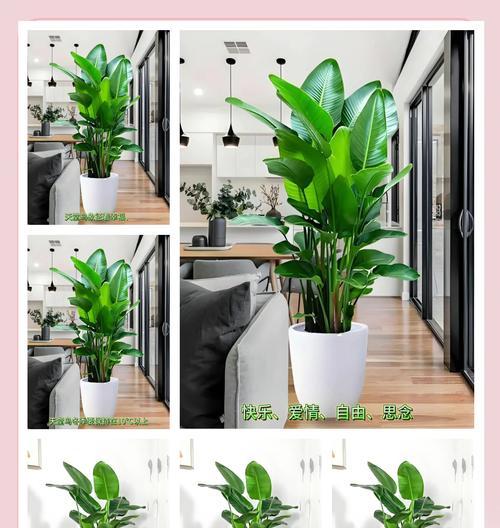 夏季鹤望兰的养护指南（打造美丽花园，从夏季鹤望兰开始）