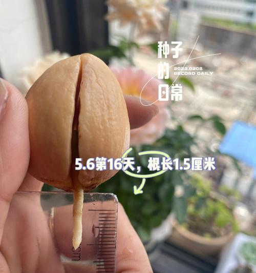 牛油果种子的种植方法及要点（种植牛油果的关键步骤及技巧）