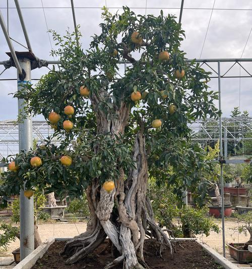 花石榴——美丽的多功能植物（探寻花石榴的乔灌属性及应用）