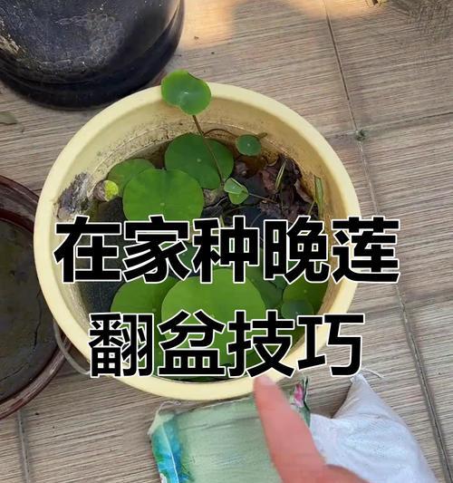碗莲的盆栽繁殖技巧（以碗莲为例，探讨翻盆的步骤与要点）