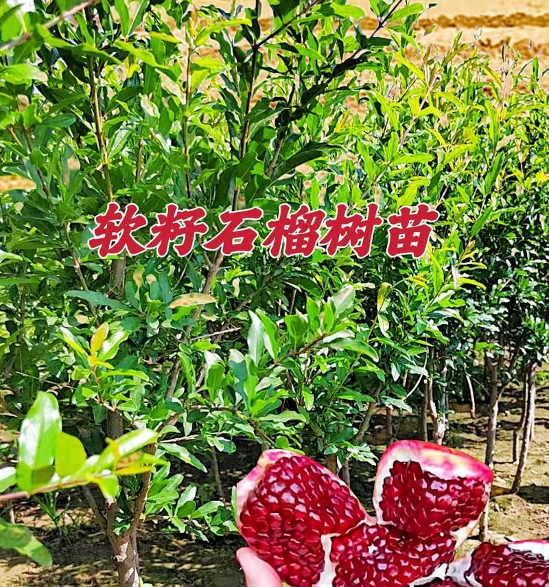 石榴籽的种植指南（从种子到果实的丰收，学会种植石榴的窍门）