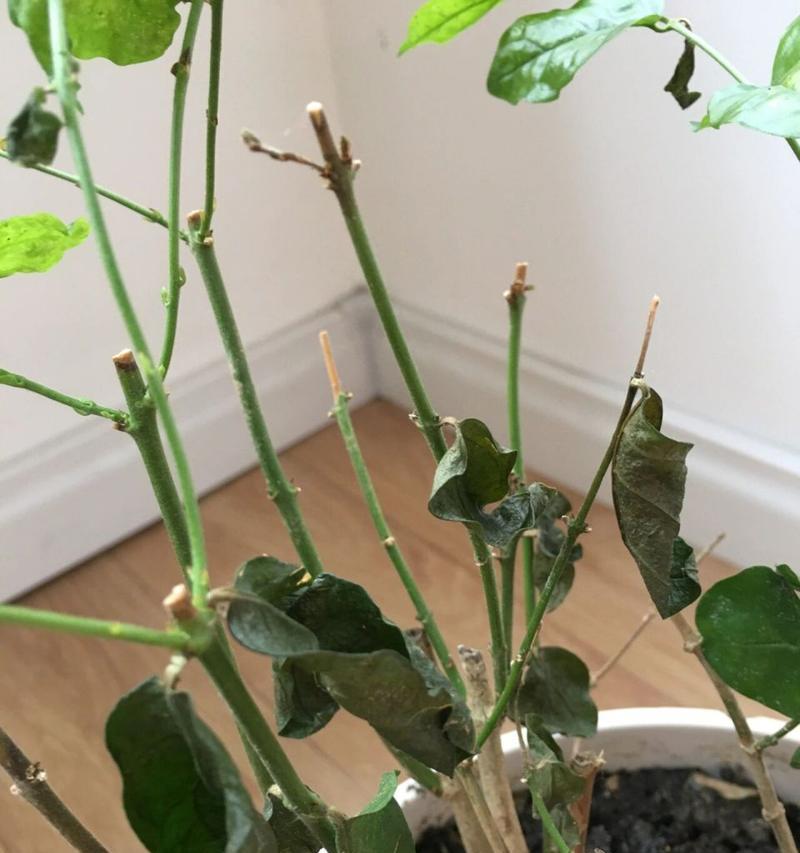 杜鹃花枯萎的原因及防治方法（探究杜鹃花枯萎的原因及如何有效预防）