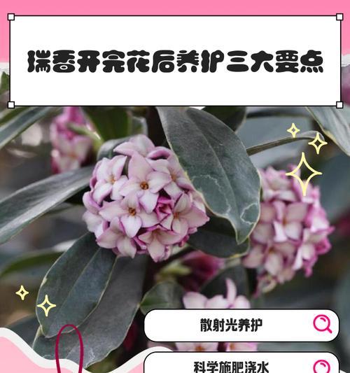 以瑞香的养殖方法和注意事项（打造美丽花园的瑞香之路）