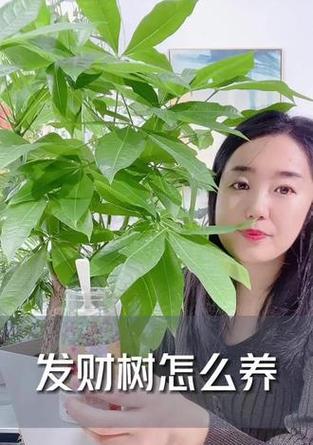 如何解决散尾葵叶杆发黄问题（了解原因，采取相应措施，使散尾葵焕发生机）