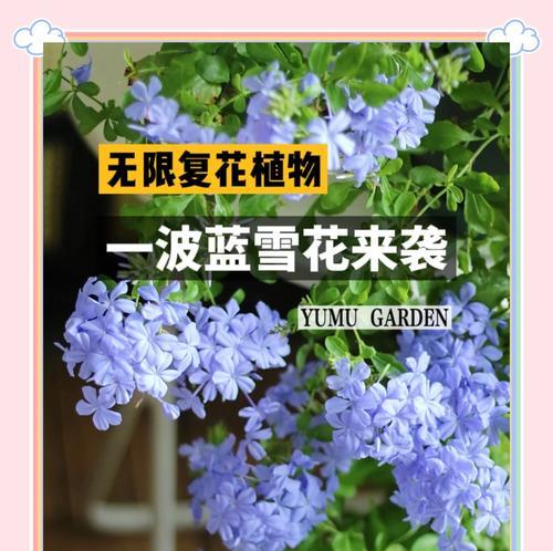 蓝雪花的种植技巧和养护方法（掌握蓝雪花种植要领，打造独具魅力的花园）