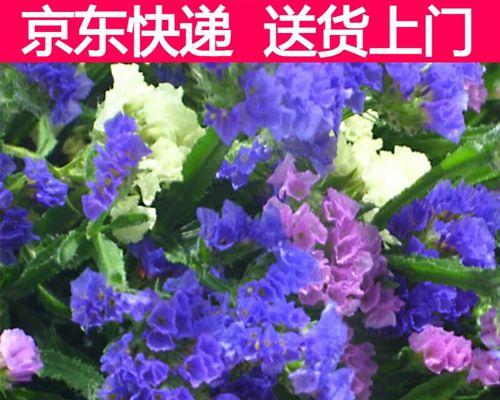 勿忘我种植指南——如何种植切花勿忘我（从选种到繁殖，轻松打造花坛盛景）