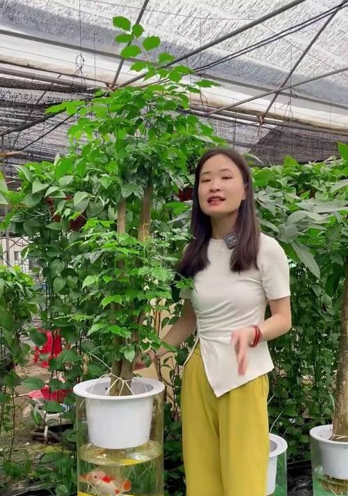 水培幸福树的养护技巧（让你的幸福树更旺盛！）