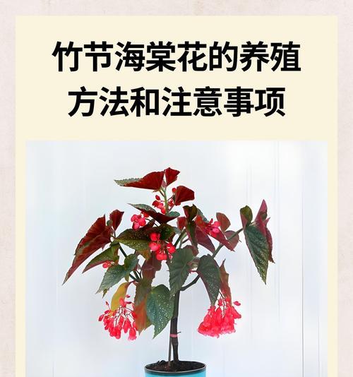 夫妻海棠花的扦插和养护方法（从扦插到绽放，夫妻海棠花的成长之道）