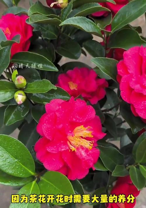 茶花怎么开花不开花（茶花开花的关键因素及调理方法）