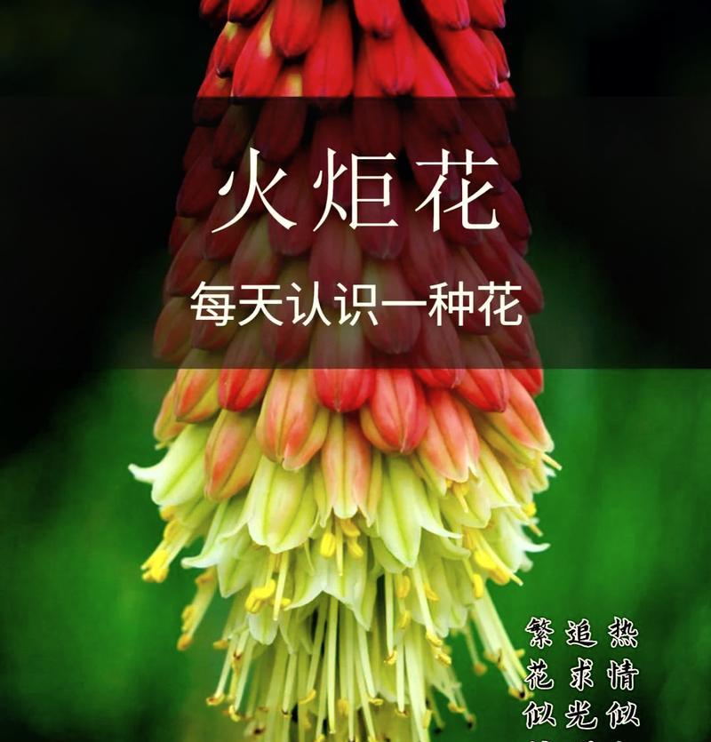 多肉植物火炬花的养殖技巧（打造居家绿色植物小天地，火炬花你值得拥有）