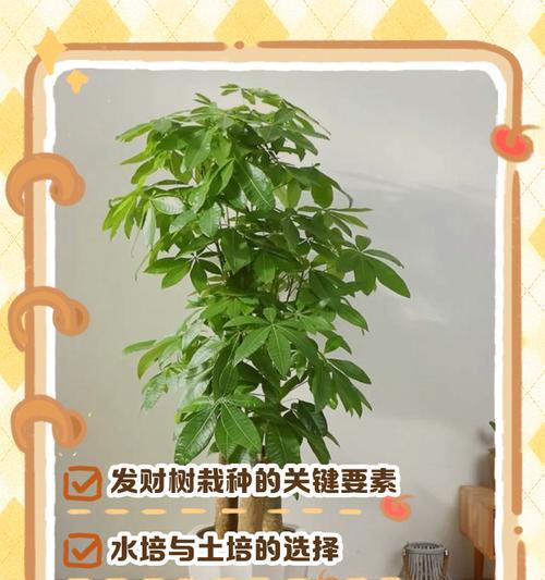 大型发财树的养护技巧（打造一个繁茂健康的财运之树）